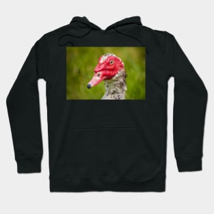 Muscovy Duck - 2011 Hoodie